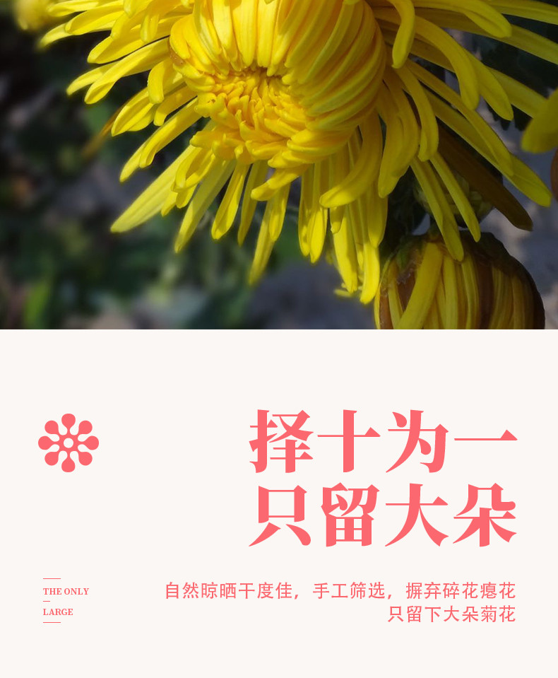 农家自产 【会员享实惠】四川自贡金丝皇菊+绣球皇菊组合装