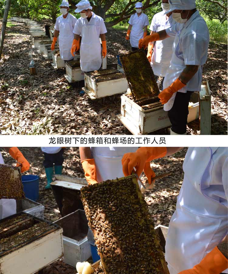 【新品上市】泰国原装进口 纯正天然野生龙眼花纯蜂蜜 大包装1kg 阔普坤咔
