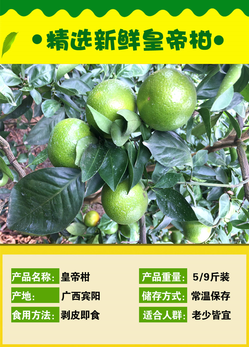 【南宁馆】(预售) 广西南宁宾阳皇帝柑 5斤装/ 9斤装（全国包邮）