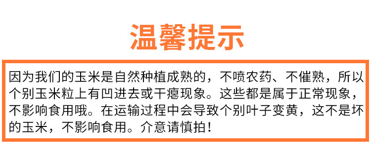 【南宁馆919】广西南宁横县水果甜玉米5/斤箱（偏远地区不发货）