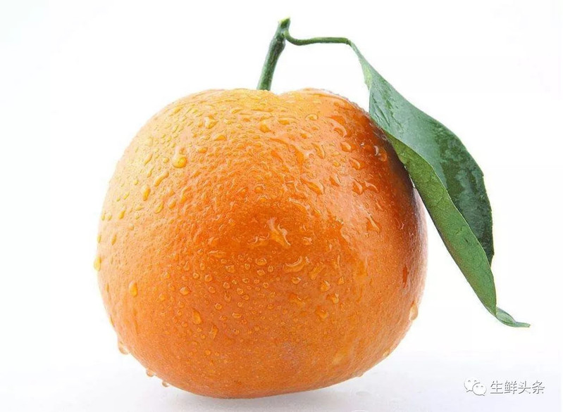 农家自产 【新昌】橙子1个尝鲜
