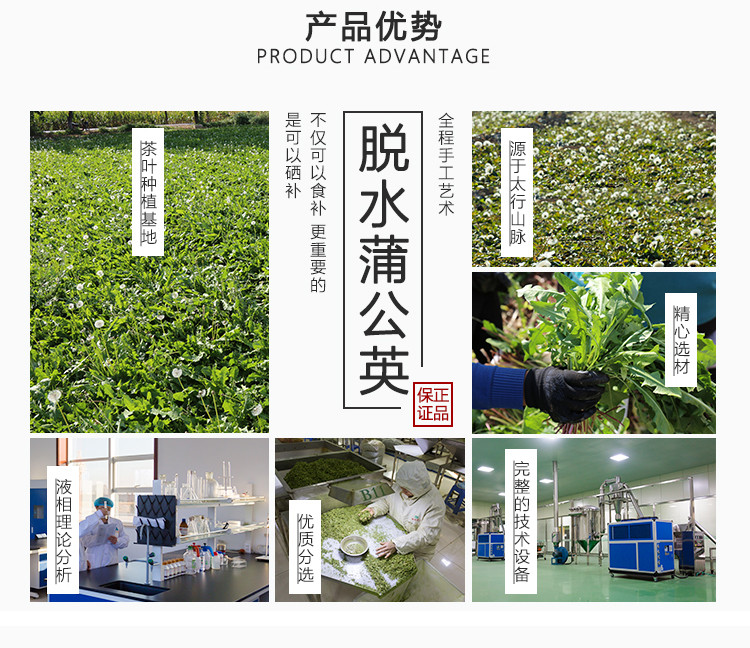 【上党馆】蒲公英茶 天然花茶40g罐装茶 包邮（偏远地区除外）