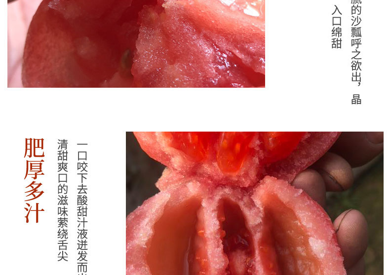 【壶关县扶贫地方馆】农家现摘新鲜西红柿5斤装 自然成熟番茄沙瓤番茄 包邮（偏远地区除外）