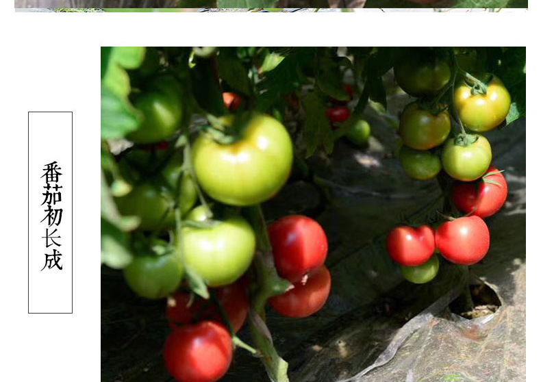 【壶关县扶贫地方馆】农家现摘新鲜西红柿5斤装 自然成熟番茄沙瓤番茄 包邮（偏远地区除外）