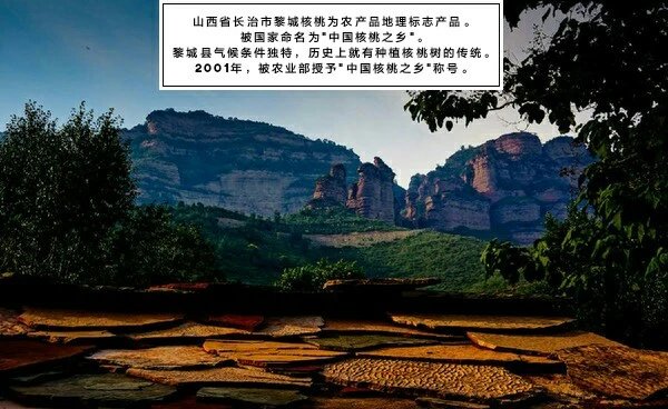 【壶关县扶贫地方馆】山西黎城绿皮新鲜核桃5斤送弯刀手套 产地直发 包邮（偏远地区除外）