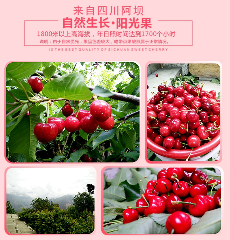 雪域鲜果·甜樱桃 （汶川）不套袋，阳光果 3斤装（限四川、重庆县级以上城市  包邮）果径≥25MM