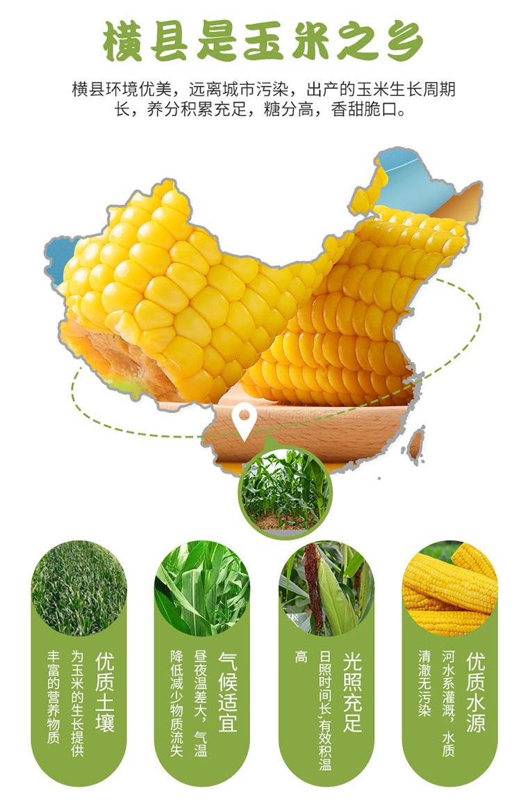 邮政农品 鲜食甜玉米220ｇ/根（非糯玉米）产自中国甜玉米之乡南宁横州
