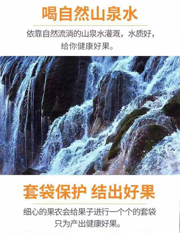 四川眉山爱媛脐橙现摘新鲜水果5斤礼盒装（单果75mm起）