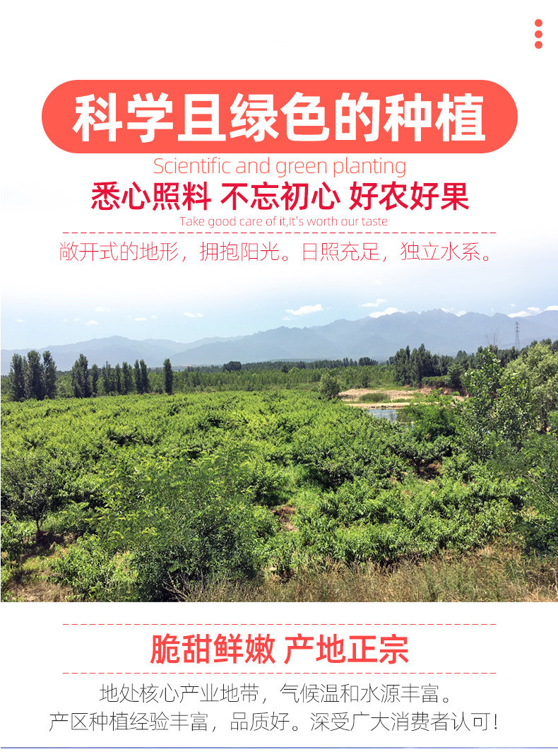 现摘现发 特产桃子新鲜水蜜桃当季孕妇水果现摘脆毛桃5斤包邮