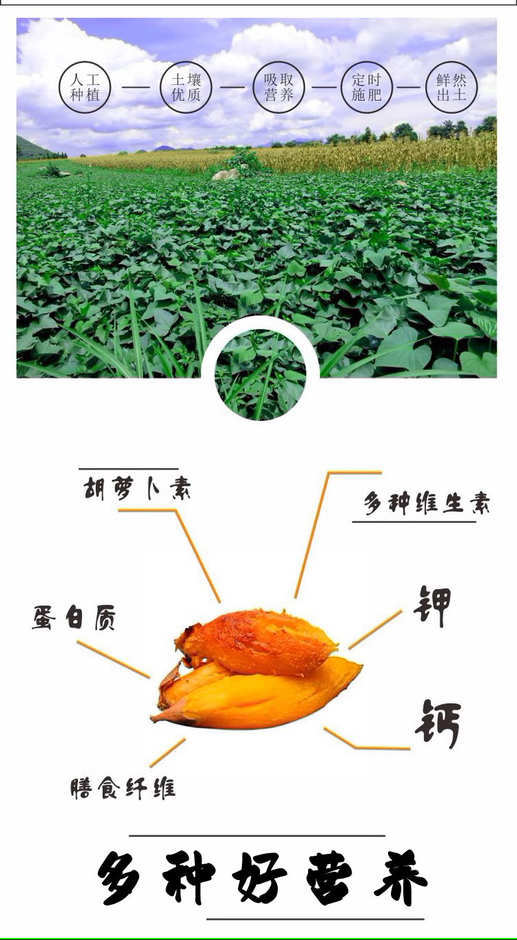 农家自产 小香薯红薯新鲜地瓜迷你小红薯5斤