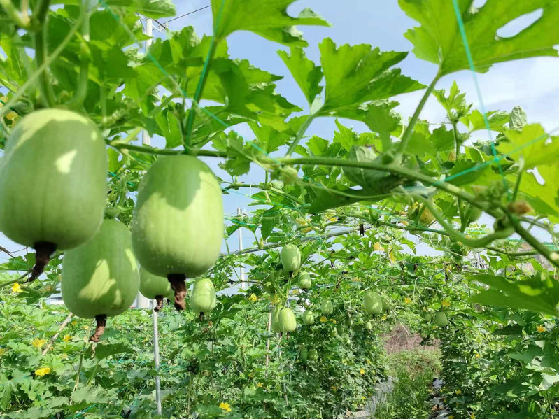 邮政农品 【来宾市城区分公司】香芋冬瓜