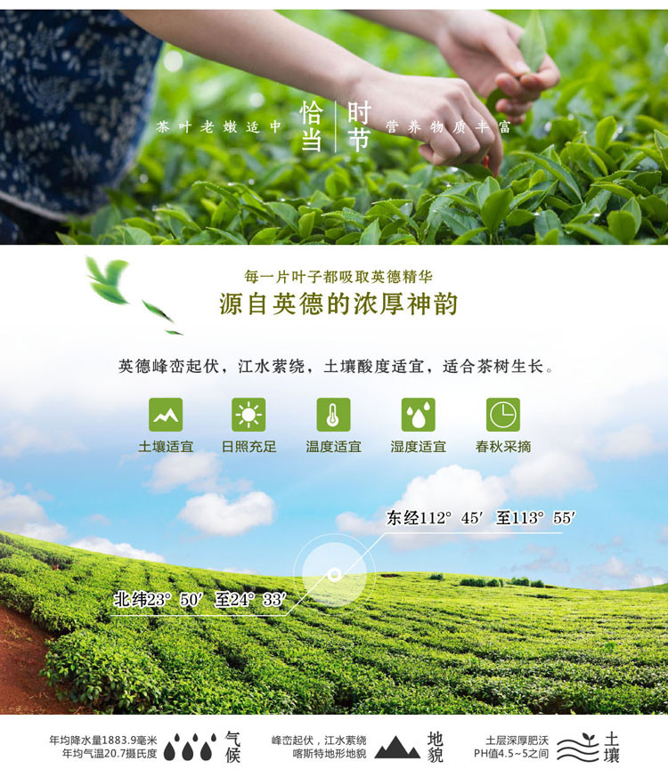 【茶】清远馆尚品德茗（臻系）英红九号252克42小包茶叶高端礼盒