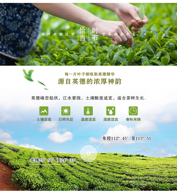 【茶】清远馆尚品德茗（和系）英红九号200克三罐装茶叶高端礼盒