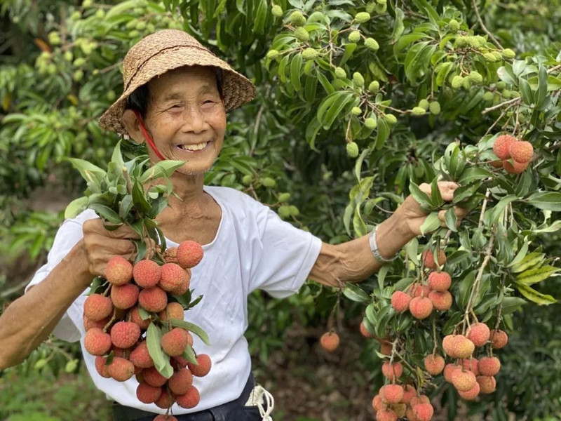 阳江瓦北村白糖罂 妃子笑荔枝扶贫助农新鲜水果5斤装  广东包邮 整箱当季水果现摘现发【阳江馆】