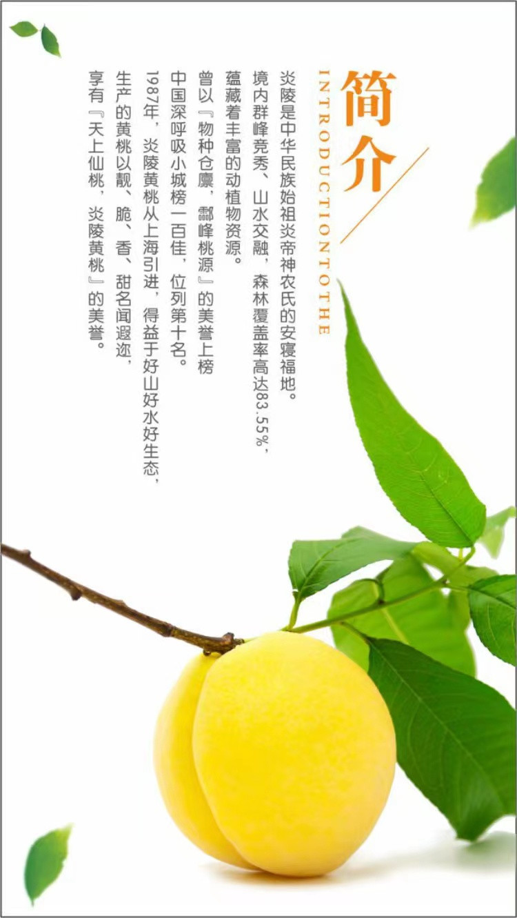 农家自产 【湖南株洲】炎陵黄桃 桃树认领 8月收获15斤黄桃