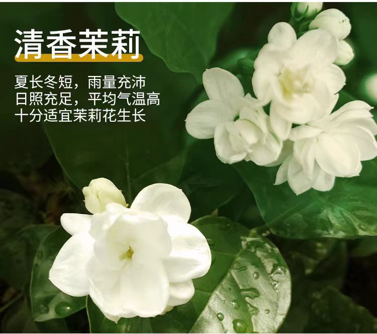 陌上花开 【桐邮】茉莉绿茶