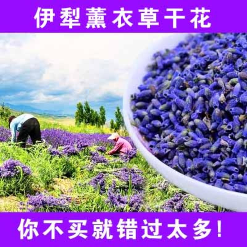 霍城馆 疆颂 薰衣草干花