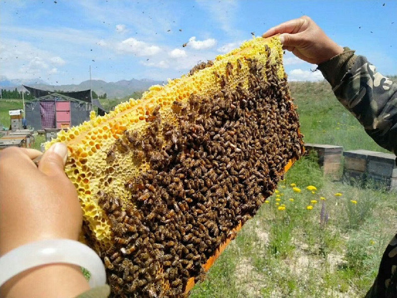 疆颂 霍城馆疆颂甘草蜜