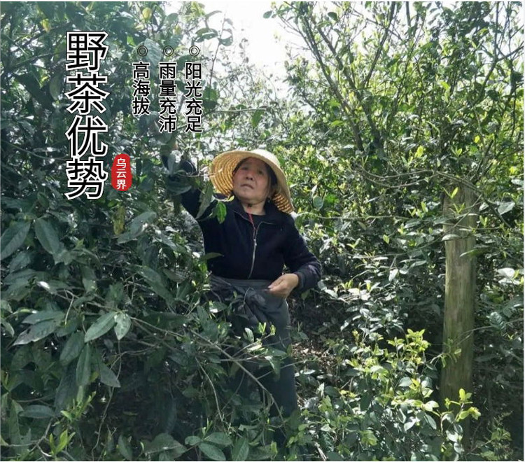 中国邮政 【常德振兴馆】常德乌云界上林下野茶80g*2