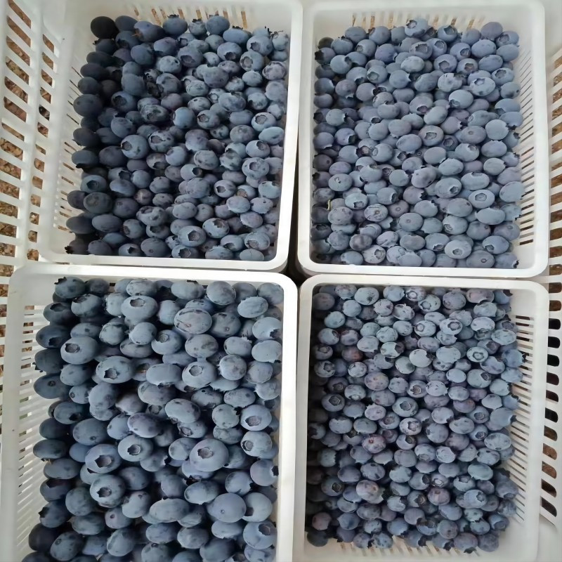 Dream Blue 【葫芦岛馆】蓝莓大果   “莓”味加倍