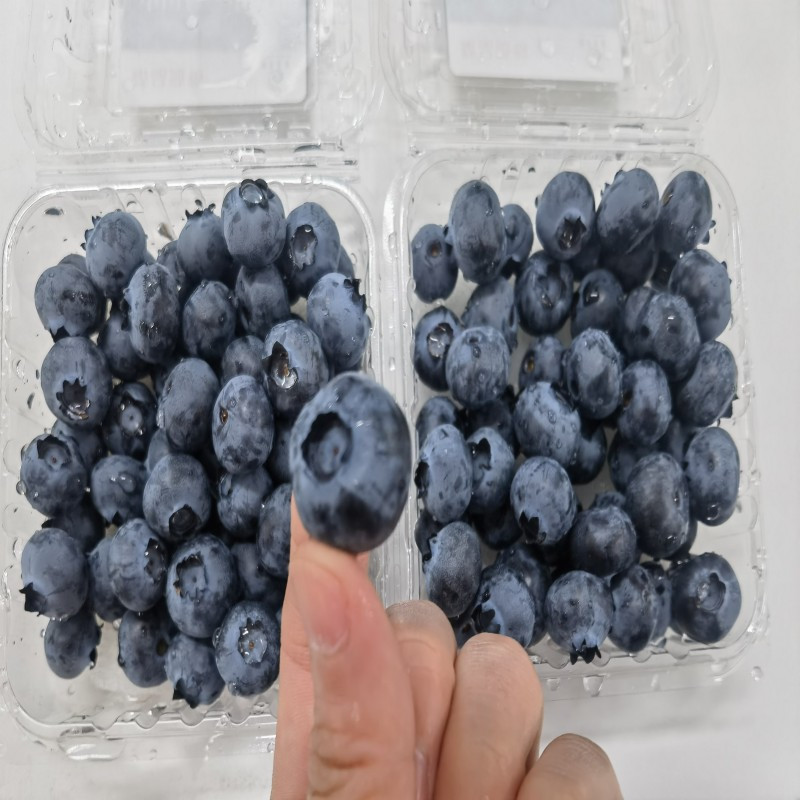 Dream Blue 【葫芦岛馆】蓝莓中果 55元/箱 用心种 自然甜
