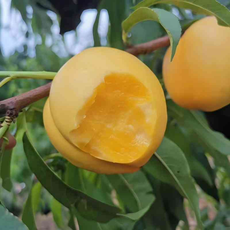 冰凉沟 【葫芦岛馆】绥中高山黄金蜜桃  5斤/箱