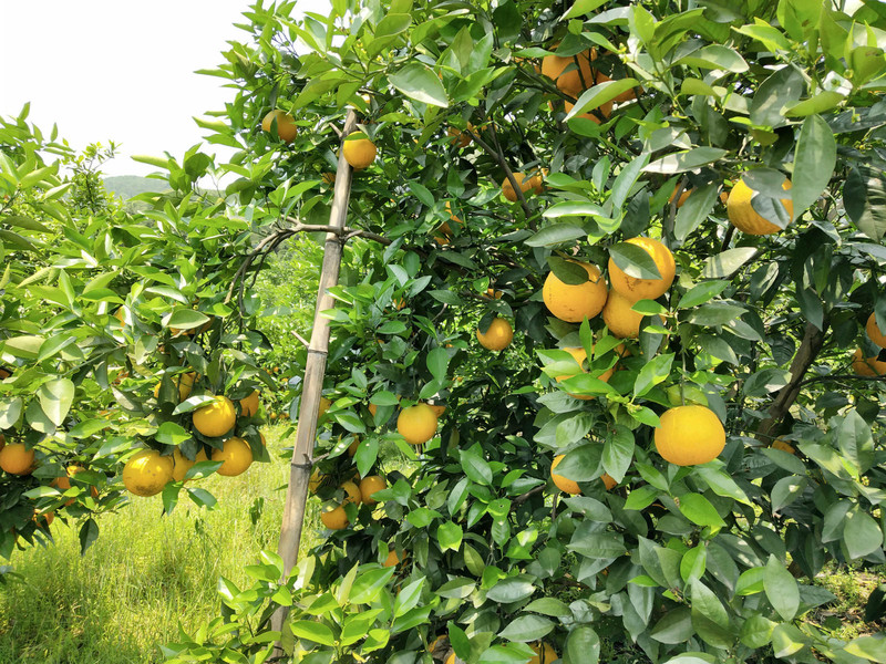 农家自产 永州江永夏橙9斤装（大果70-80）