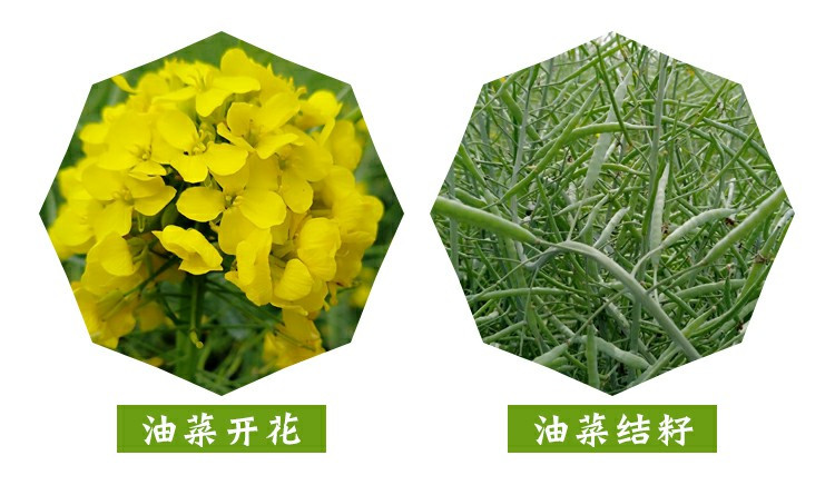 消费扶贫（桃江）港康纯正菜籽油5L