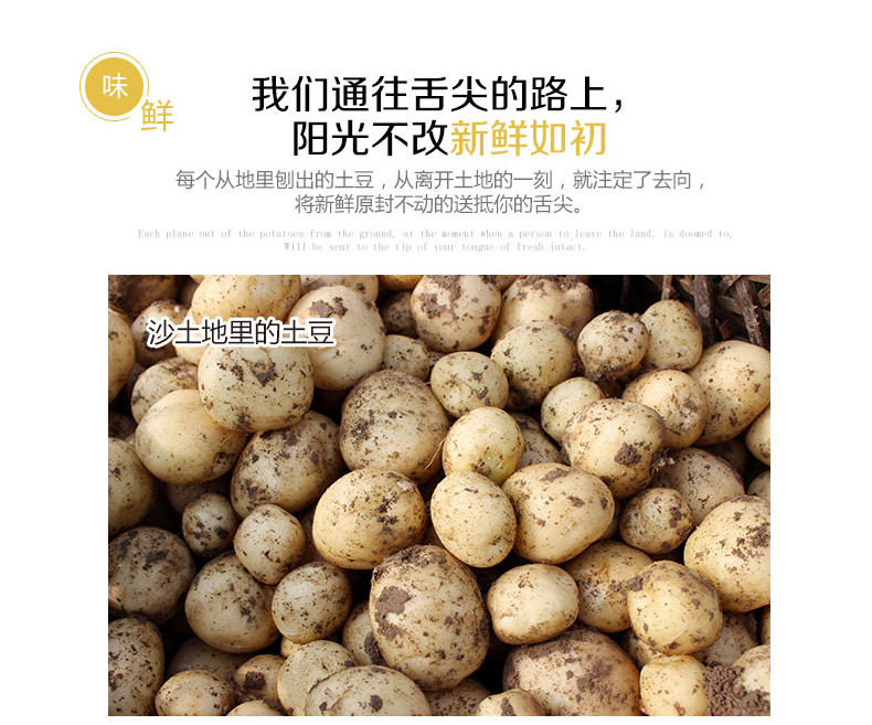 随州馆广水平林沙地小土豆3斤装农家沙地自种老品种现挖生鲜蔬菜马铃薯小洋芋