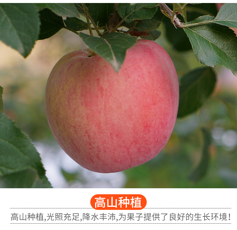 陕西嘎啦苹果水果带箱10斤新鲜当季红富士丑苹果非冰糖心苹果