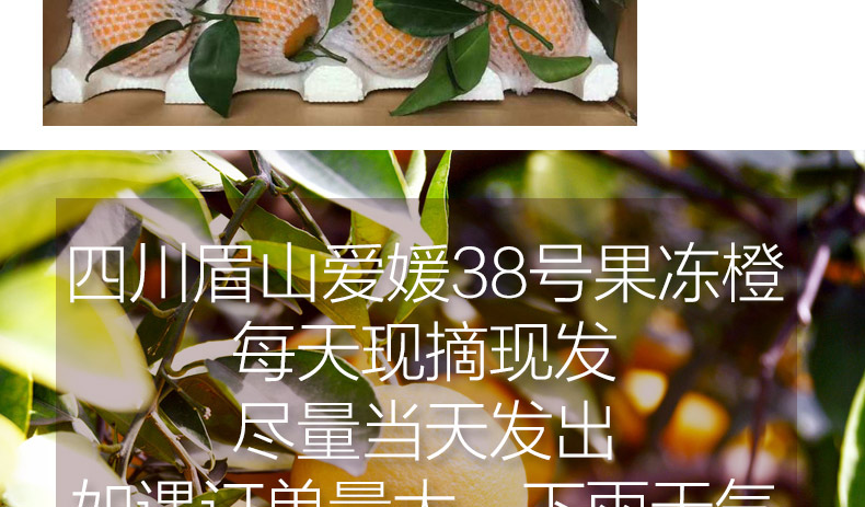 【现摘现发】蒲江爱媛38号果冻橙5斤 新鲜水果橘子手剥橙子脐橙桔子