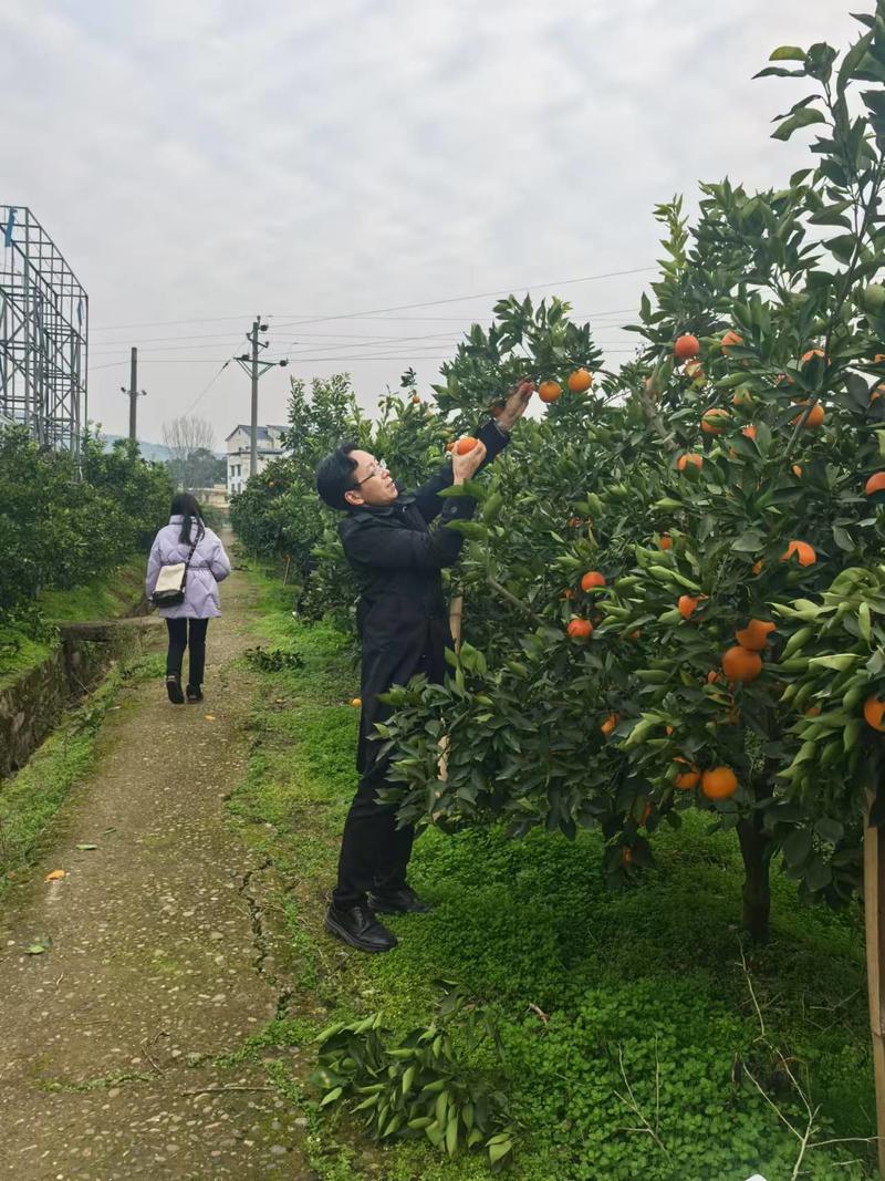 农家自产 【会员享实惠】渠县三板柑橘之乡血橙