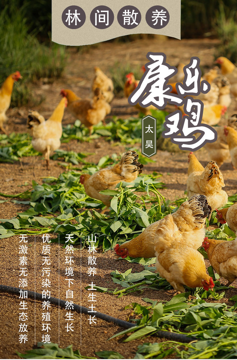 【邮乐宜春】江西万载 太昊康乐鸡 山林散养 土鸡 整只土鸡新鲜直发