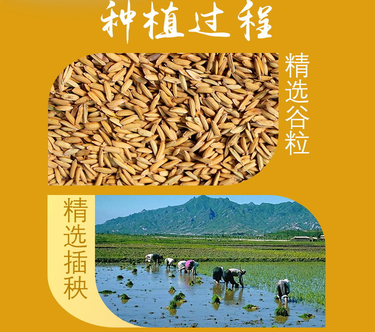 【上党馆】东北特产 吉林三河站长粒香大米2.5kg 东北大米 营养健康 包邮