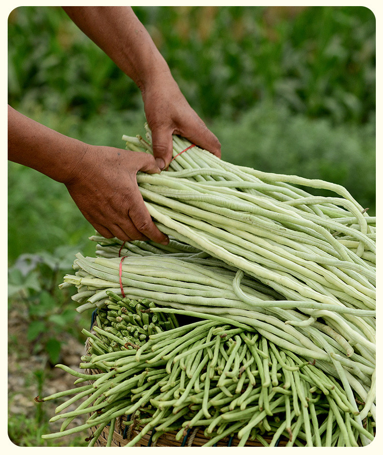 三知情 农家外婆菜 1000g【大份量】 瓶装酱菜