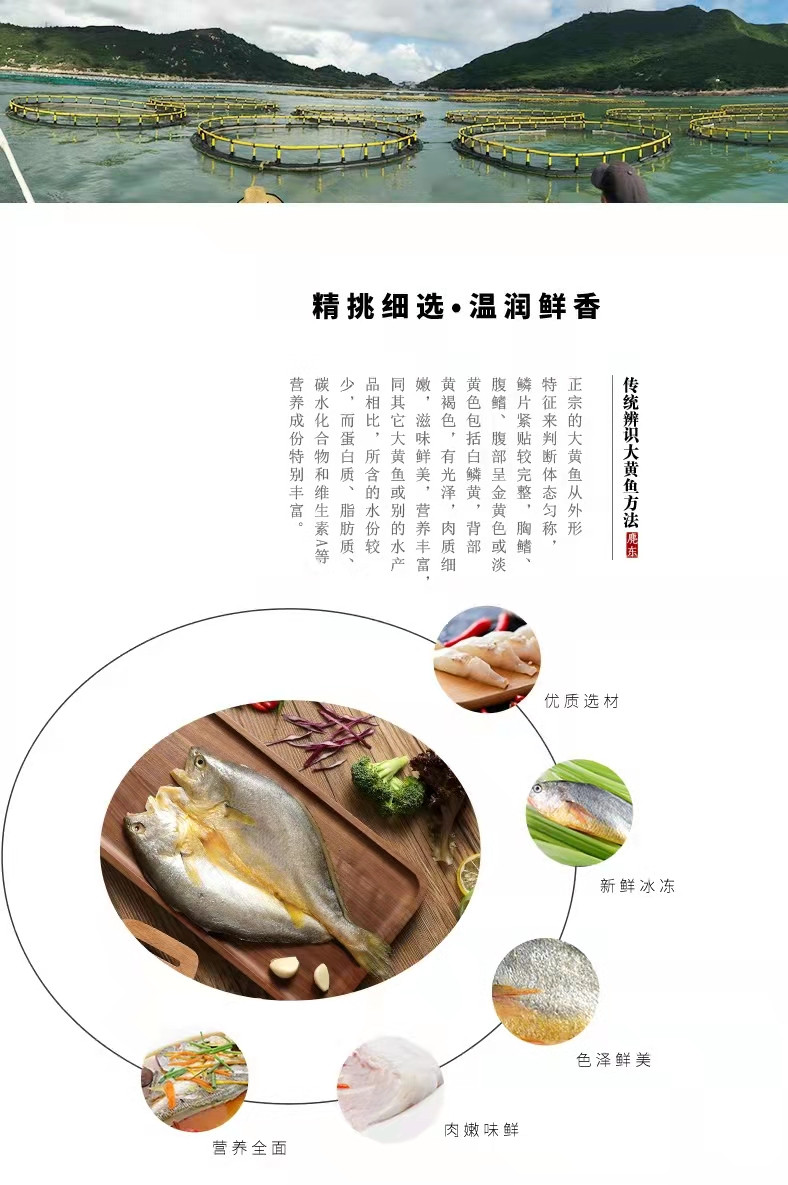 麂东 冰鲜大黄鱼