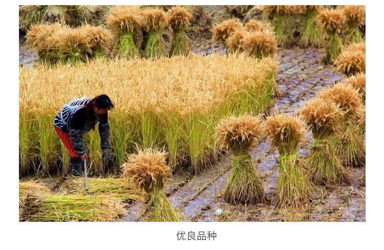 银兴 虾香稻大米