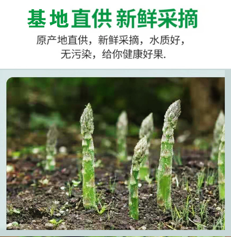 【张掖 振兴馆】新鲜芦笋鲜嫩芦笋3斤装航空直邮发货现摘现发绿色无公害蔬菜露天绿笋嫩笋切白根龙须菜