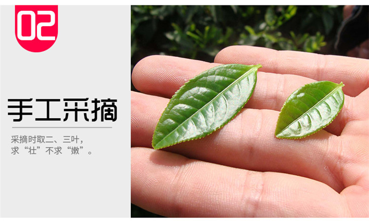 徽将军 六安瓜片50g 安徽特产茶叶绿茶散装高山云雾春茶