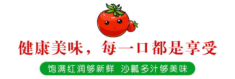 义江缘 山东普罗旺斯生吃西红柿 新鲜沙瓤自然熟水果番茄