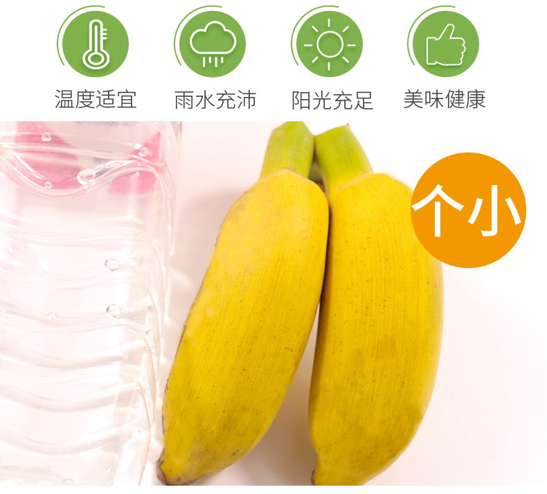 【领劵立减11元】广西小米蕉鸡蕉芭蕉当季新鲜水果5斤精选