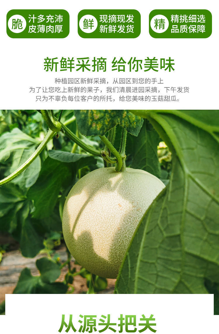 【领劵立减10元】现摘玉菇甜瓜香瓜蜜瓜新鲜水果非哈密瓜阎良羊角蜜甜瓜应季水果