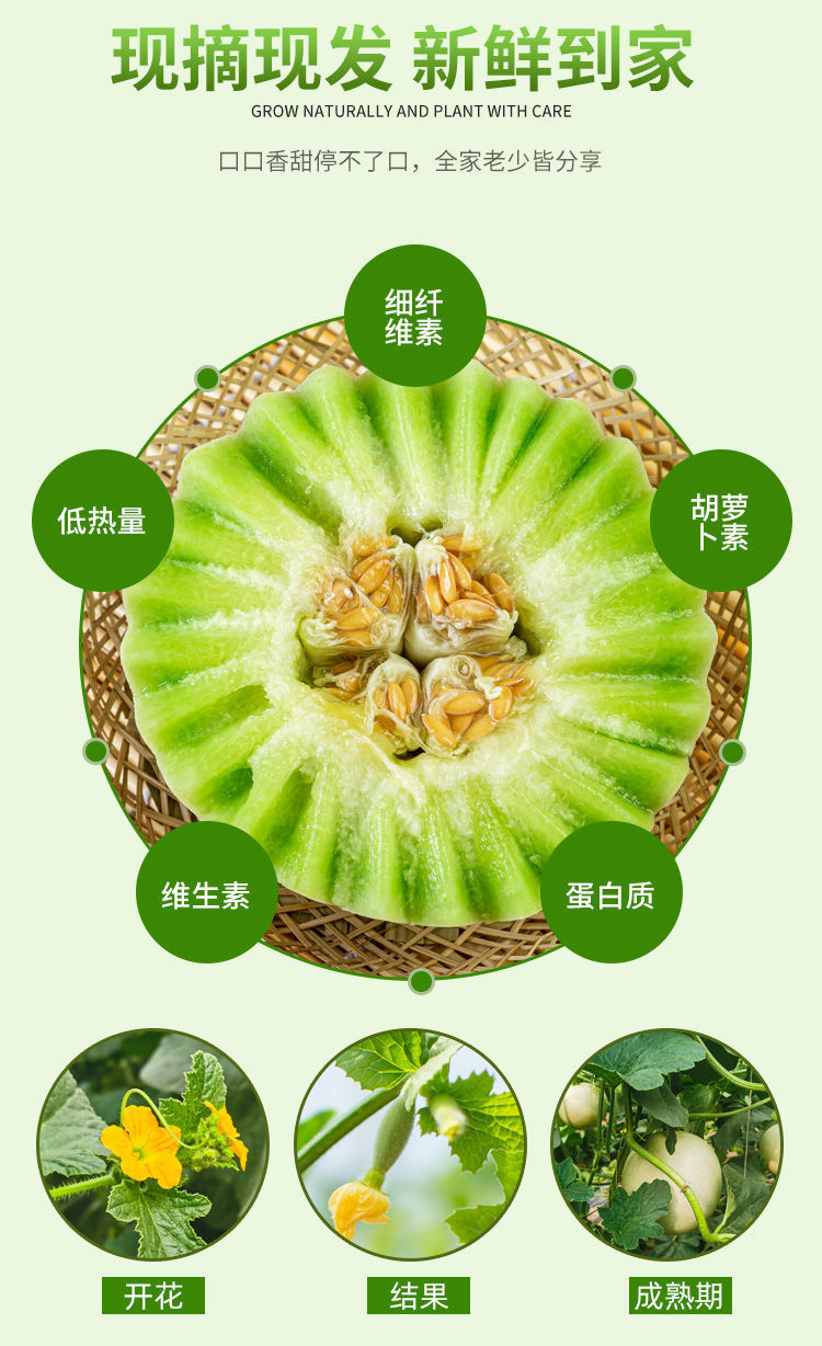 【领劵立减10元】现摘玉菇甜瓜香瓜蜜瓜新鲜水果非哈密瓜阎良羊角蜜甜瓜应季水果