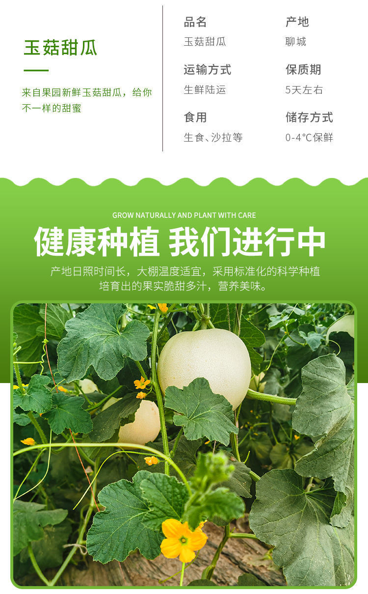 【领劵立减10元】现摘玉菇甜瓜香瓜蜜瓜新鲜水果非哈密瓜阎良羊角蜜甜瓜应季水果