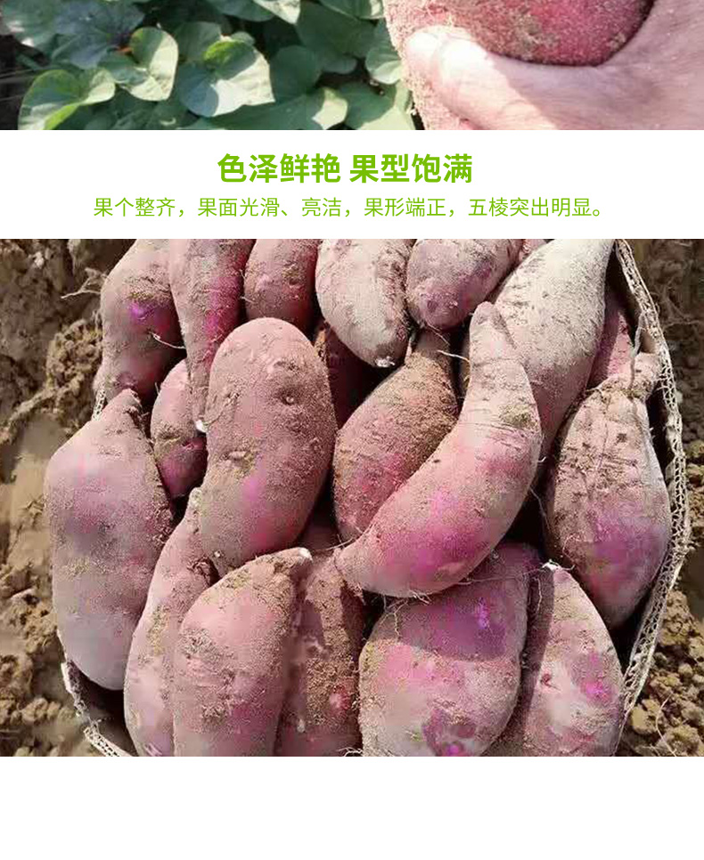 【领劵立减11元】广东茂名沙地冰淇淋红薯现挖新鲜一点红番薯粉糯香甜花心板栗紫薯