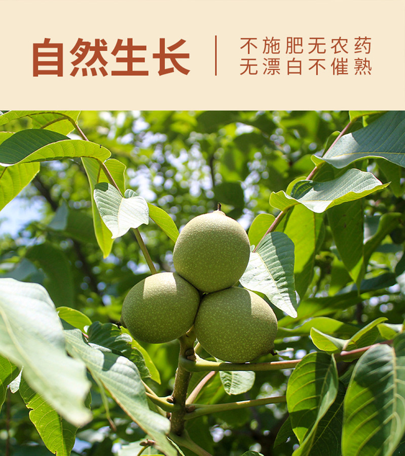 厚菊 【文县乡村振兴馆】清香型高山薄皮核桃