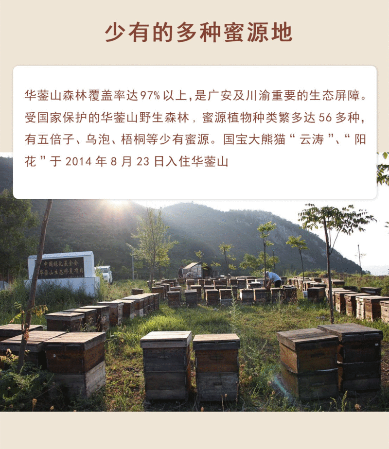 [安全健康实惠]五级精滤真空灭菌 包德安/包德安牌 500克华蓥山土蜂蜜  深山土野生蜂蜜