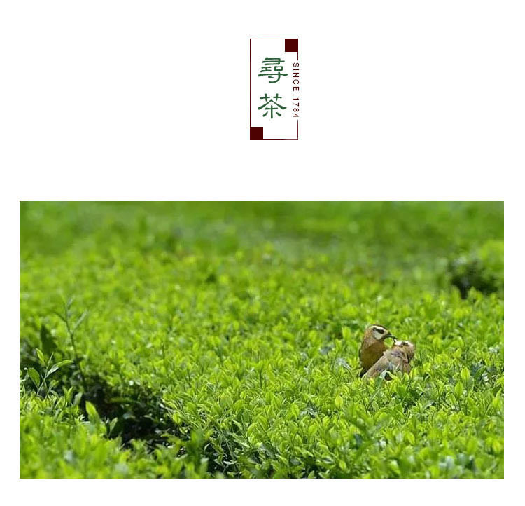 宣恩 伍家台贡茶 皇恩宠锡香茶爆款 100g/袋