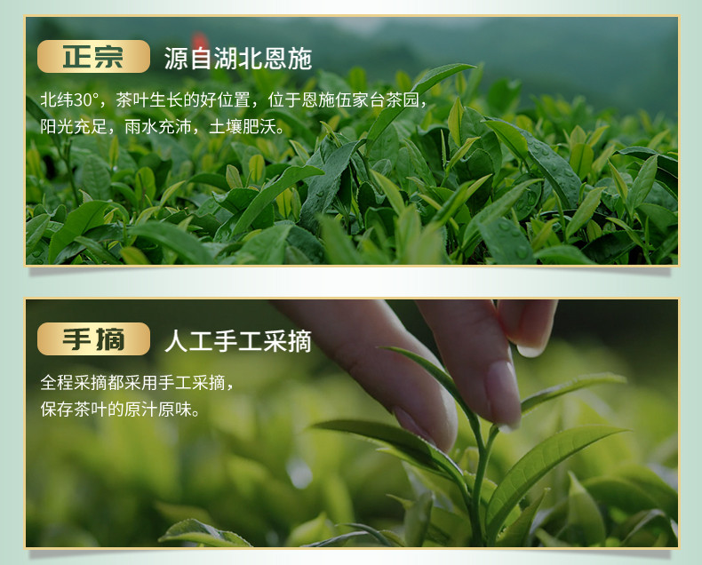 【邮政扶贫-湖北特产】绿茶伍家台贡茶瑶圃恩施硒茶栗香绿茶-烘青250g/袋