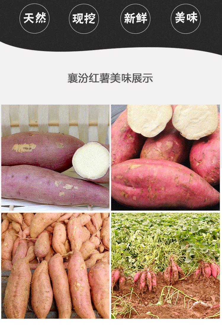 【平阳馆】山西襄汾红薯现挖软糯香甜农家自种板栗西徐红红薯